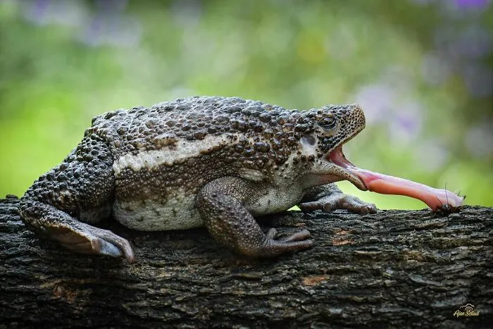30 Adorable Frog Pictures By Ajar Setiadi That He Took Near His House