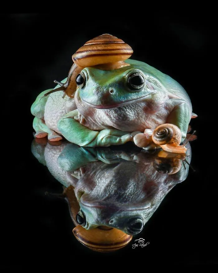 30 Adorable Frog Pictures By Ajar Setiadi That He Took Near His House