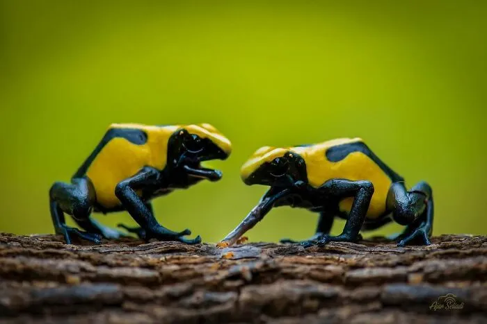 30 Adorable Frog Pictures By Ajar Setiadi That He Took Near His House