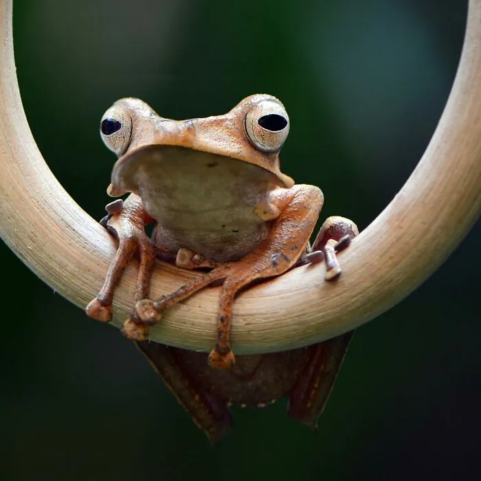 30 Adorable Frog Pictures By Ajar Setiadi That He Took Near His House
