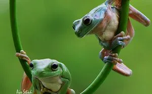 30 Adorable Frog Pictures By Ajar Setiadi That He Took Near His House