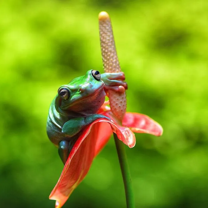 30 Adorable Frog Pictures By Ajar Setiadi That He Took Near His House