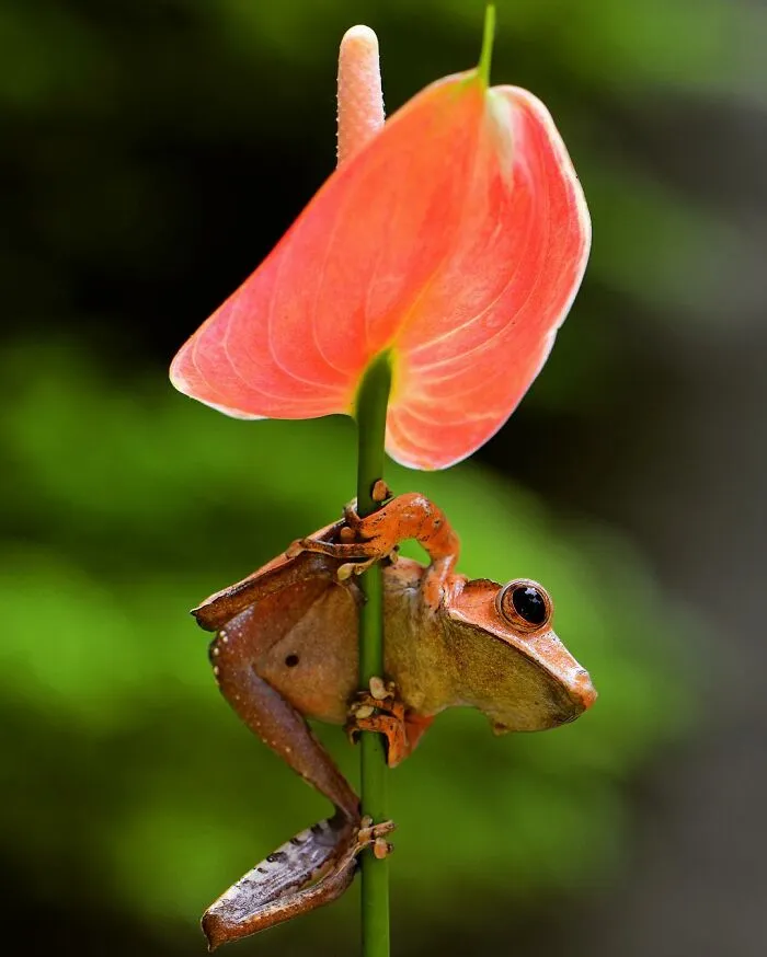 30 Adorable Frog Pictures By Ajar Setiadi That He Took Near His House