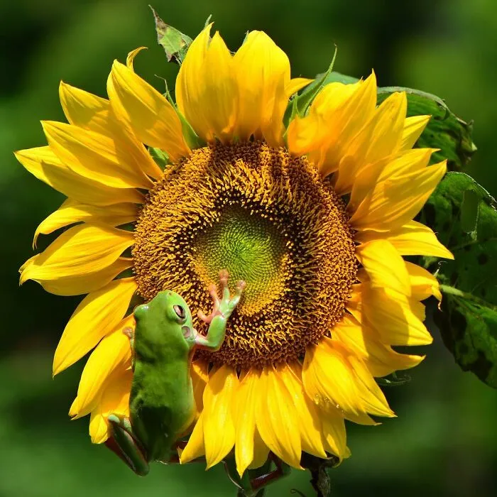 30 Adorable Frog Pictures By Ajar Setiadi That He Took Near His House