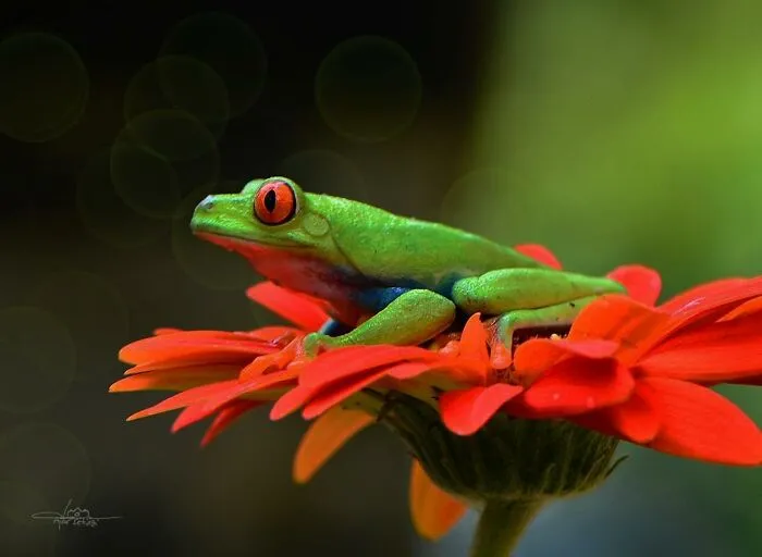 30 Adorable Frog Pictures By Ajar Setiadi That He Took Near His House