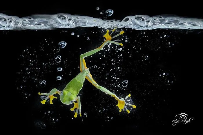 30 Adorable Frog Pictures By Ajar Setiadi That He Took Near His House