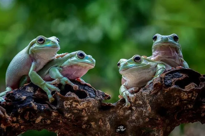 30 Adorable Frog Pictures By Ajar Setiadi That He Took Near His House