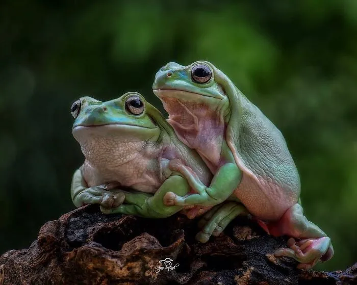 30 Adorable Frog Pictures By Ajar Setiadi That He Took Near His House