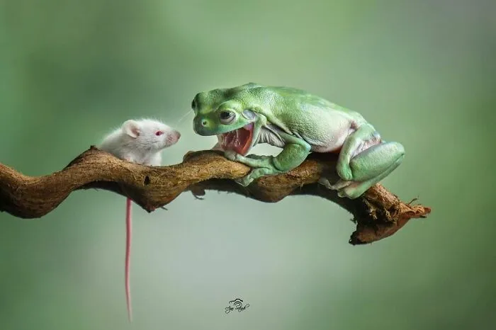 30 Adorable Frog Pictures By Ajar Setiadi That He Took Near His House