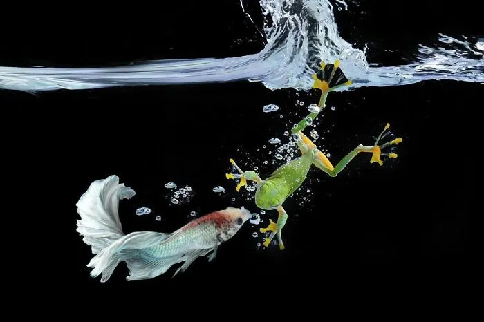 30 Adorable Frog Pictures By Ajar Setiadi That He Took Near His House