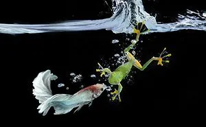 30 Adorable Frog Pictures By Ajar Setiadi That He Took Near His House