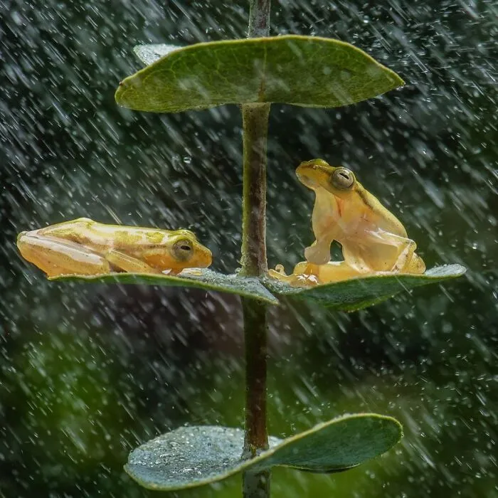 30 Adorable Frog Pictures By Ajar Setiadi That He Took Near His House