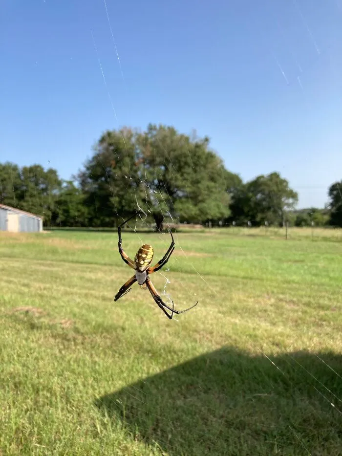 Spider At My Ranch