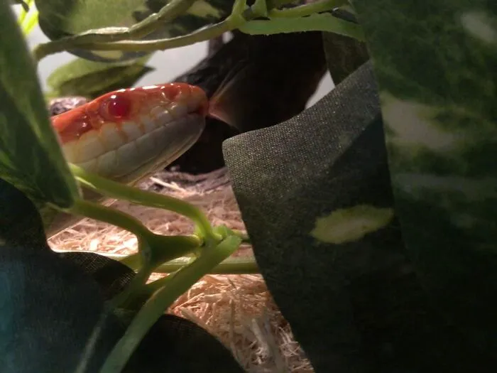 My Snake, Fireball