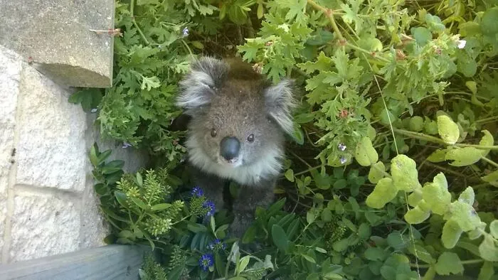 That One Time A Koala Came To Visit Me At Home.
