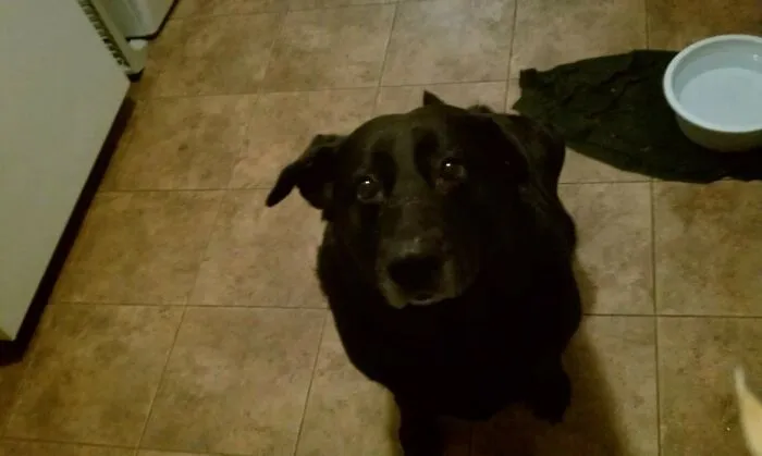 Miss This Girl. She Was 10 Here. She Lived To Be 12. Was The Bestest Doggo.
