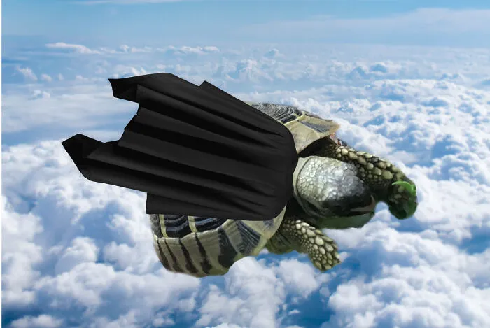 It’s Super Turtle!!!