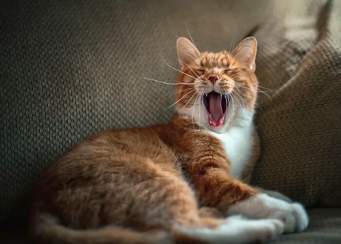 Miniature Lion Yawn