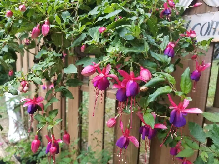 My Fuchsia Plant