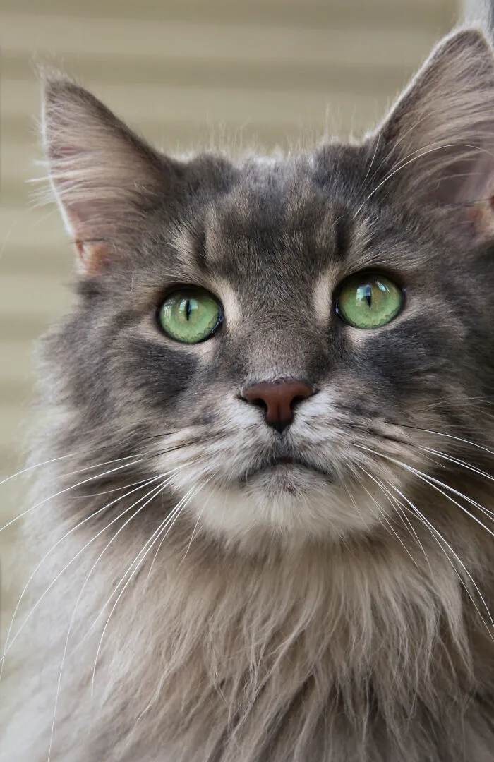Gandalf
