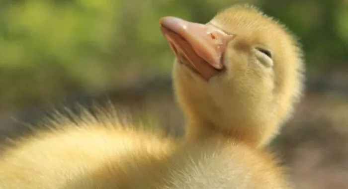 "Happy Duck"