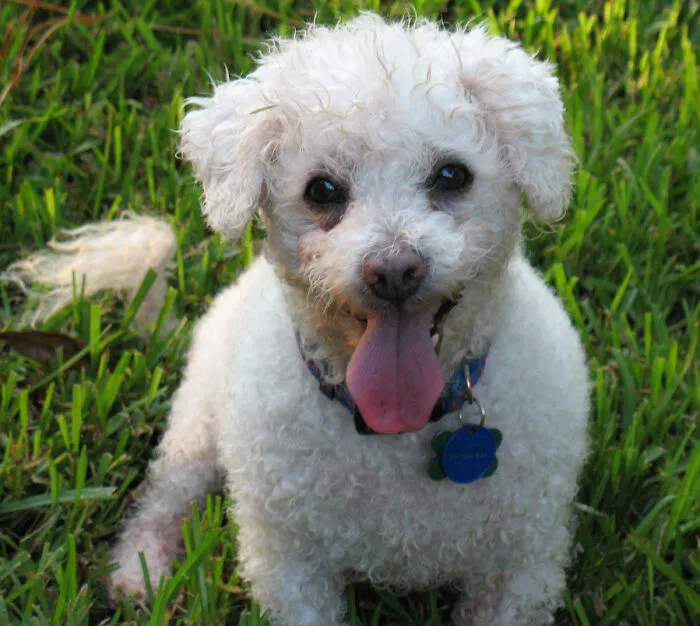 Simon,  My First "Unadoptable"  Lifetime Resident
