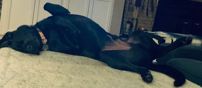 My Dog