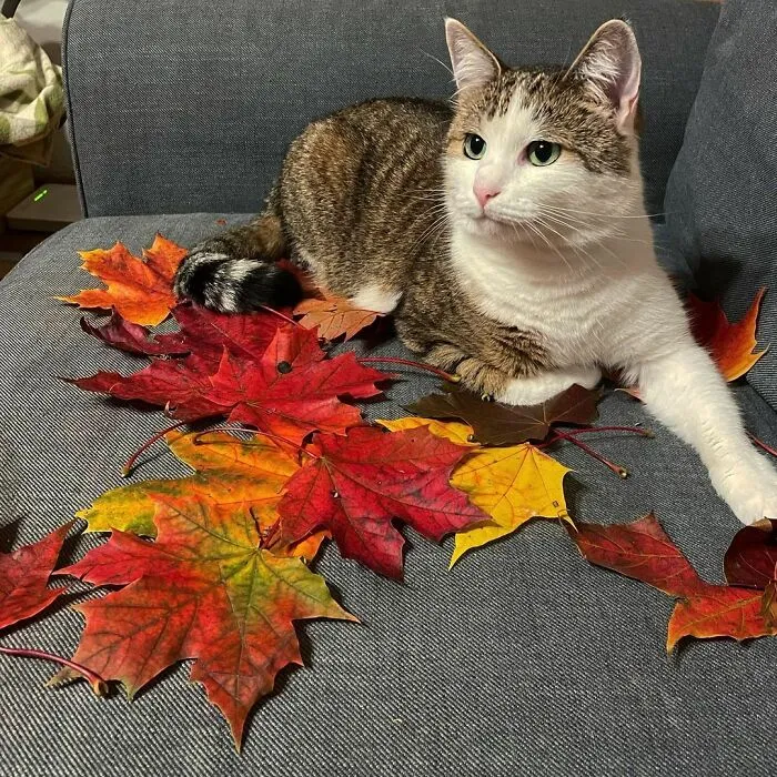 Majestic