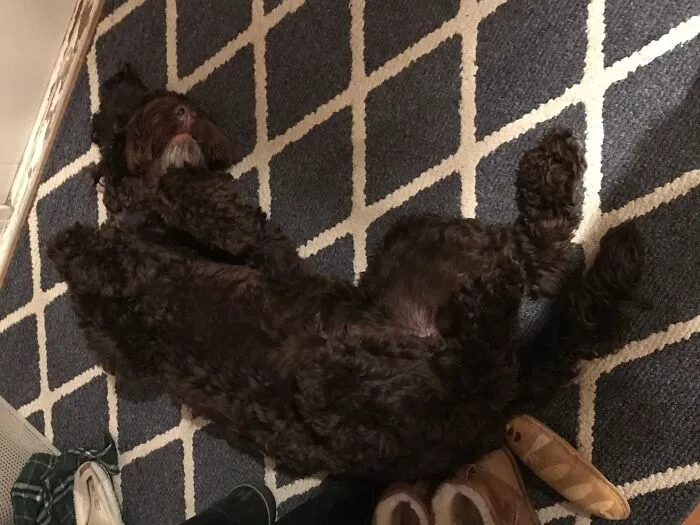 Milo’s Favorite Chillin’ Position 😂
