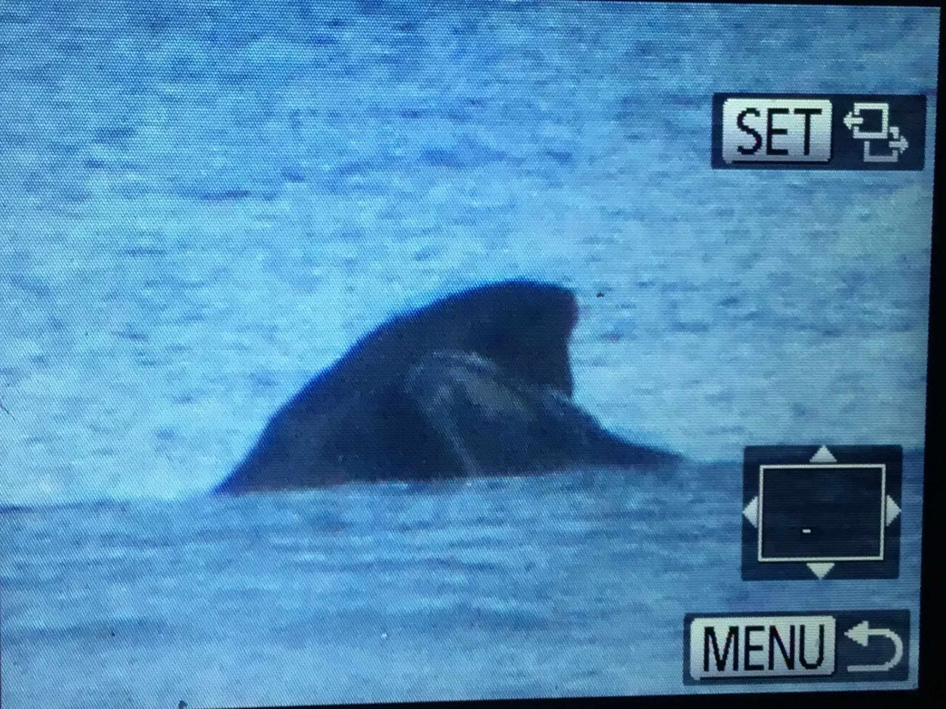 Hey Pandas, Show Me A Whale Picture!