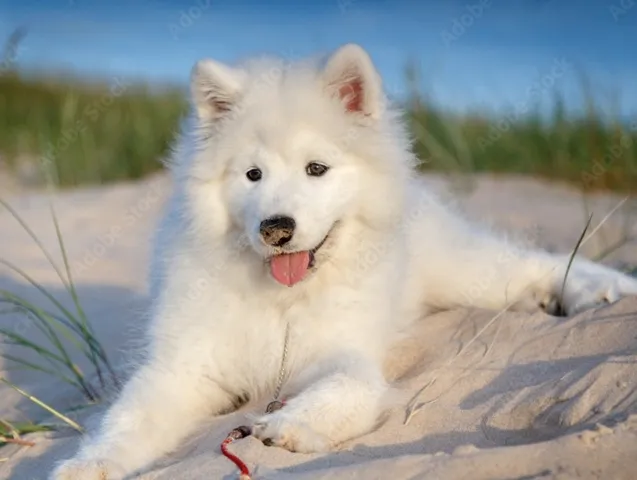 Hey Pandas, Photoshop This Dog Into A Disco, Space, Or Rainbow Themed Extravaganza!