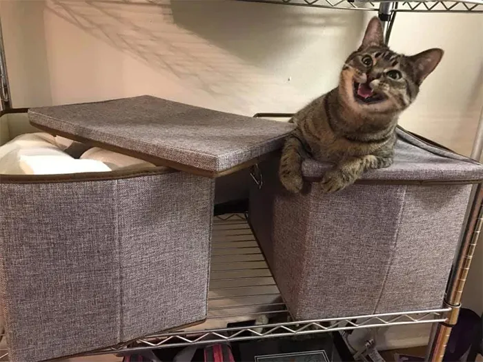 Hey Pandas, Post The Funniest Pic Of Your Pet.
