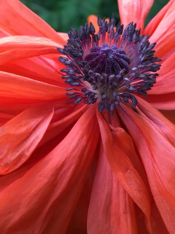Inside A Poppy