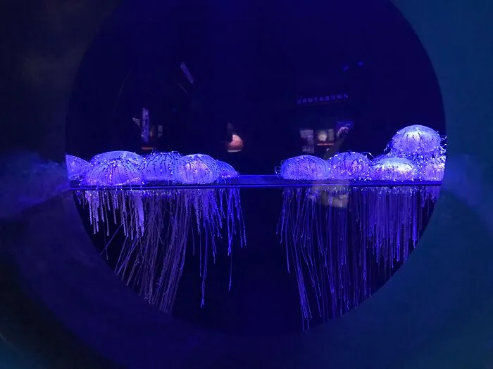Not As Cool As The Rest On Here, But It's Picture Of Jellyfish I Took At The National Aquarium In Baltimore Md