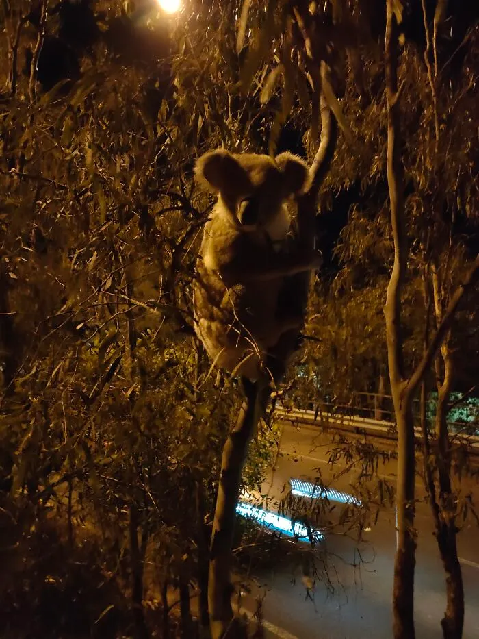 This Guy Got Stuck On The Medium Strip Of A Major Road.  Waiting For Koala Rescue Service To Relocate Hi M.
