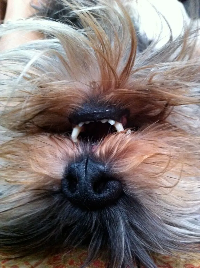 Upside-Down Boop