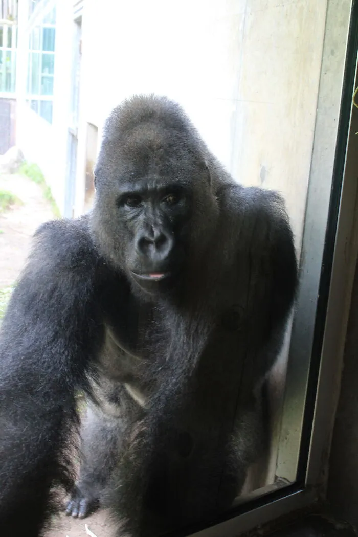 A Handsome Guy At The Zoo Posed For Me Then Walked Away