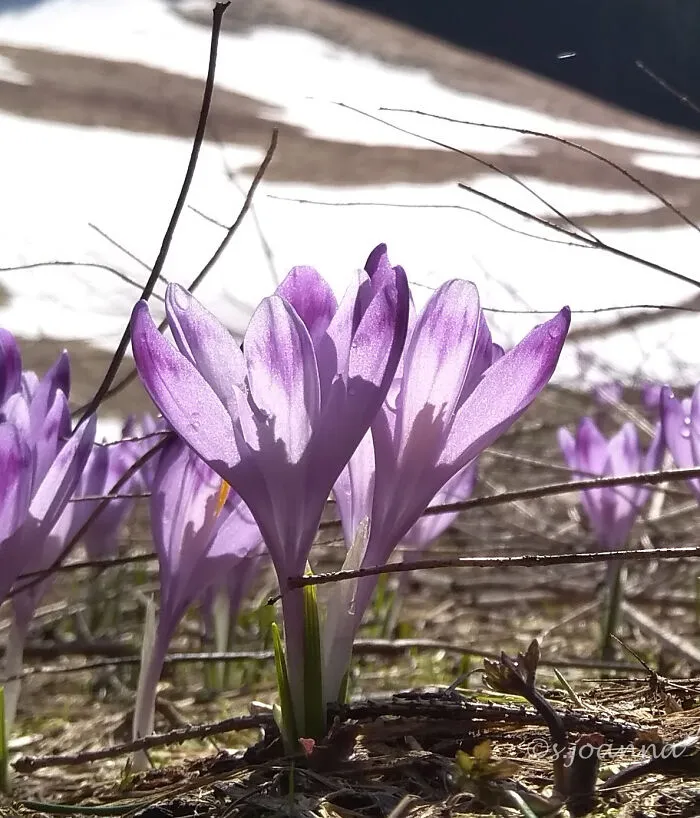 Spring
