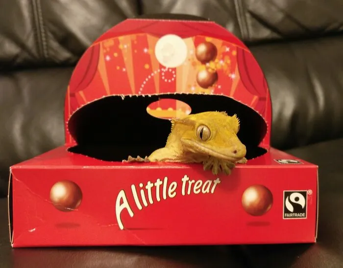 A Little Treat...