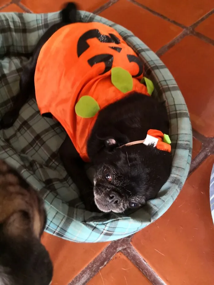 You Will Die... I'm A Pug Not A Pugmking!