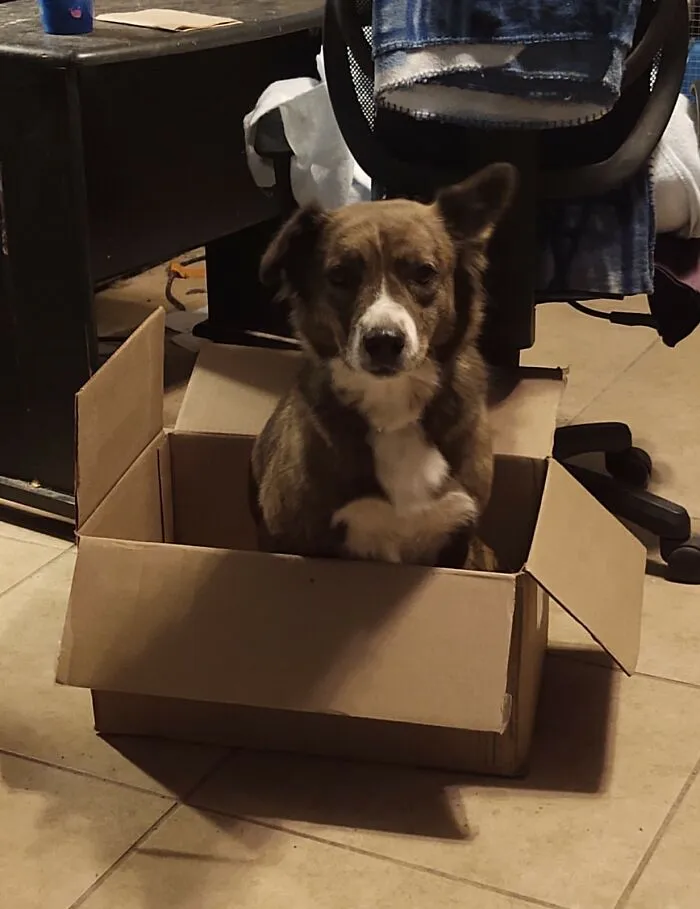 My Holly-Girl Trying To Be A Cat Like Her Sisters.