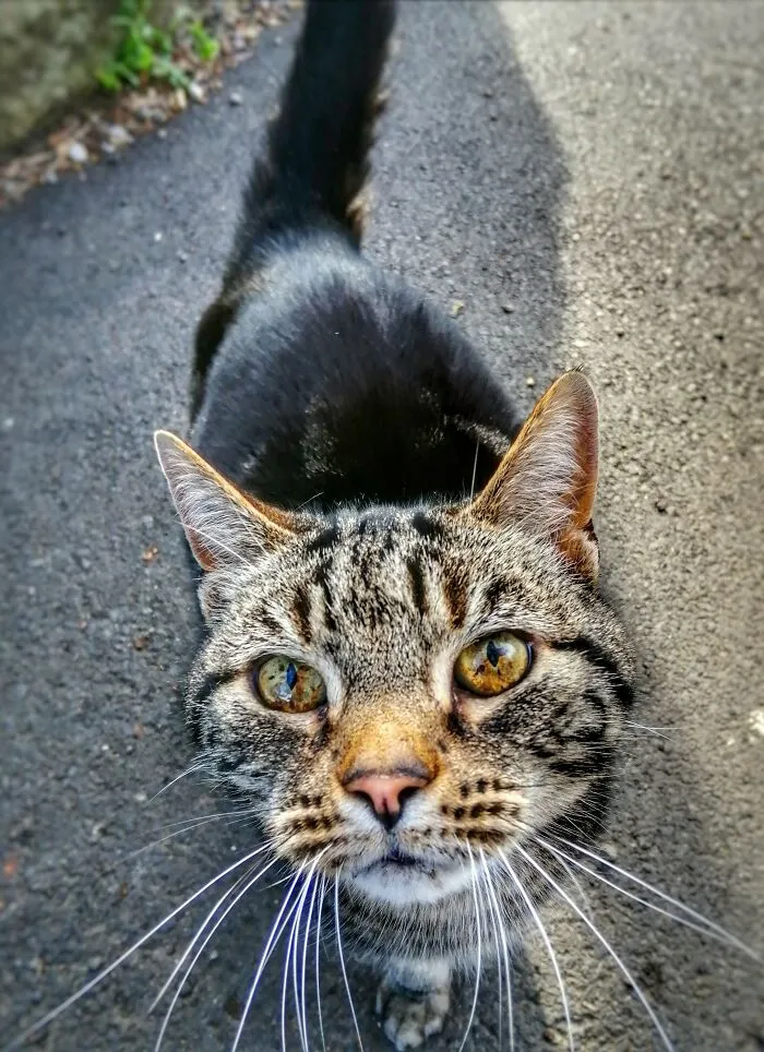 Just A Random Cat