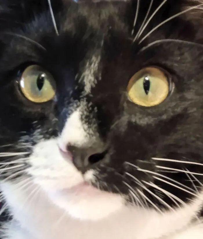 Surprised Nose Boop!
