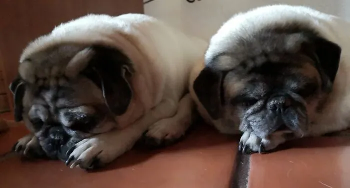My Two Boys Taking A Nap. Houdini (9) And Gober (10). They Are Father And Son