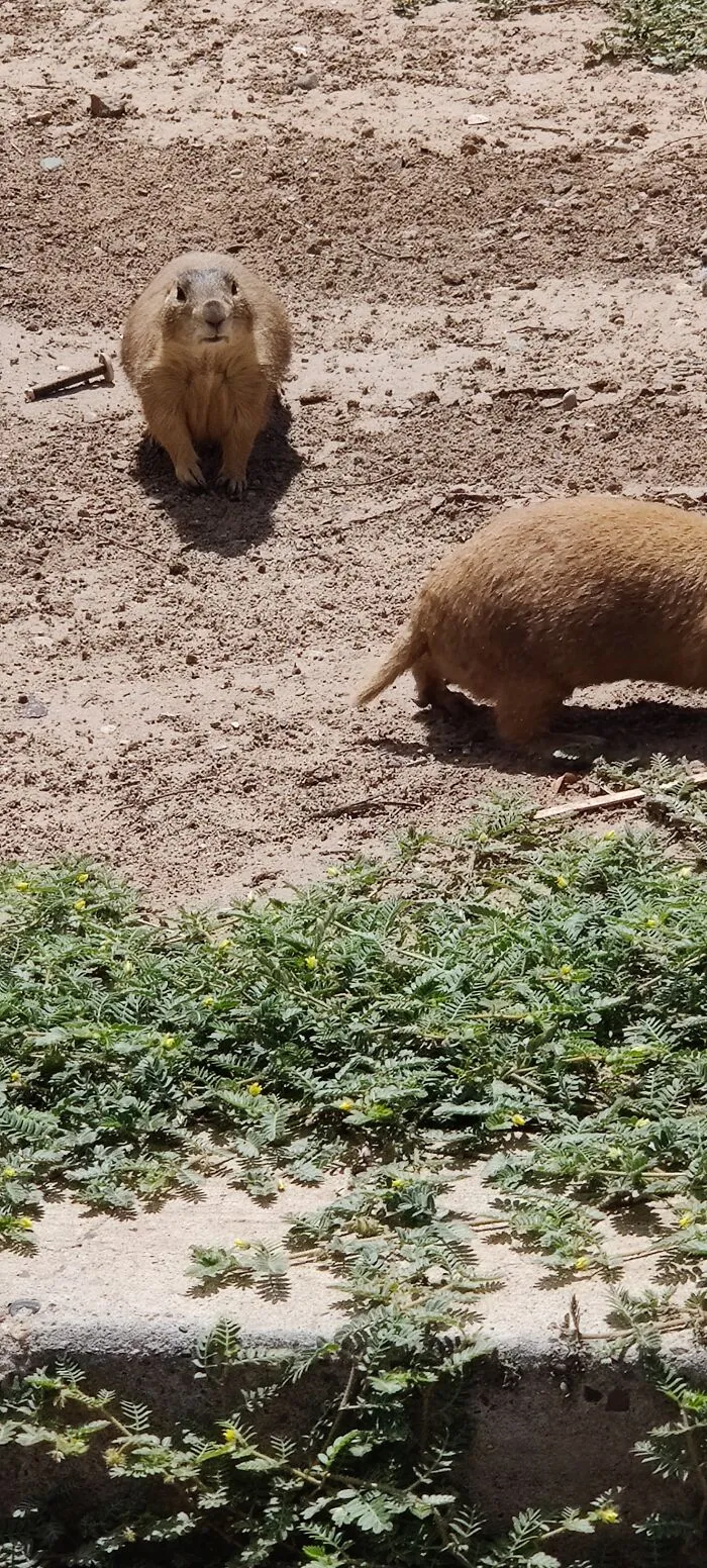 Prairie Dog