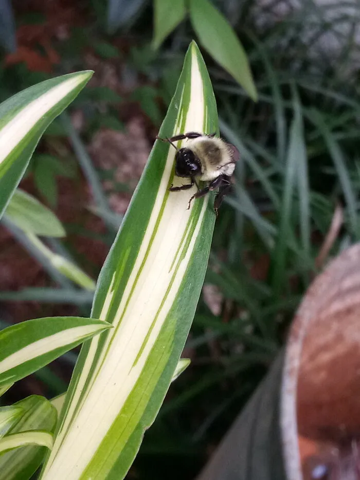 A Little Friend
