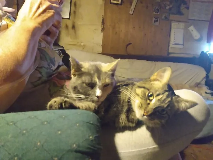 The Tick (Umeko) And Queenie Cuddling While Sick.