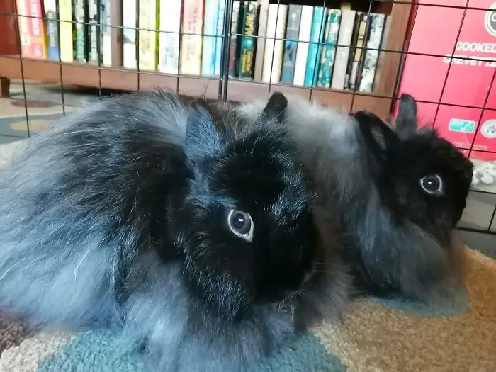 Fuzzy Babies