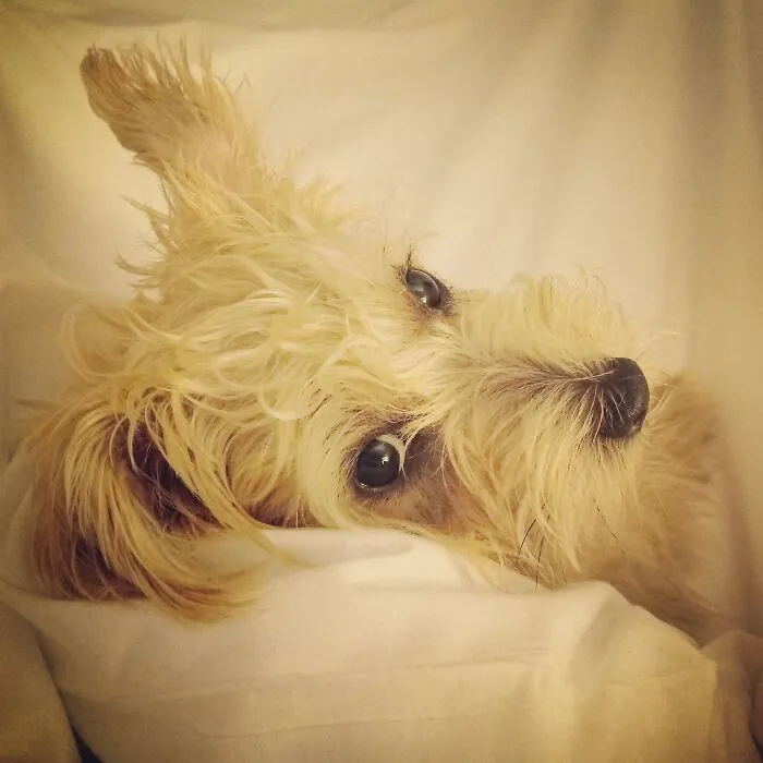 Puppy In Bed