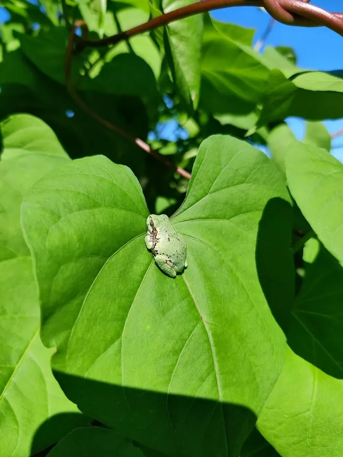 New Friend!
